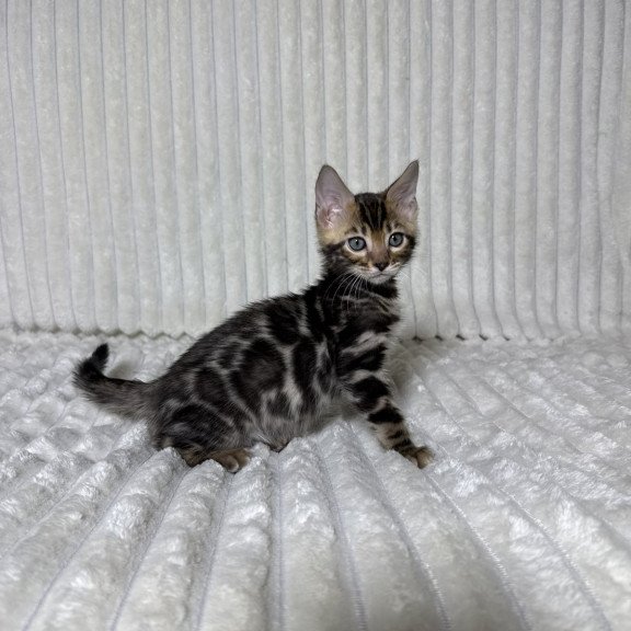 Bengal NOV Michael