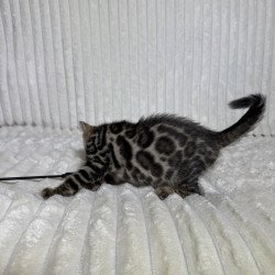 Bengal NOV Major