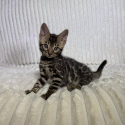 Bengal NOV Major