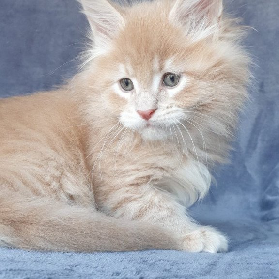 Maine Coon NOV Enzo