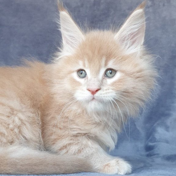 Maine Coon NOV Enzo