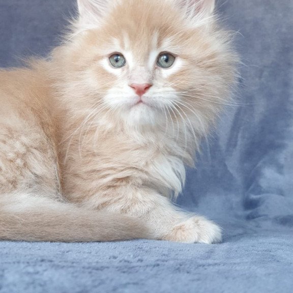 Maine Coon NOV Enzo