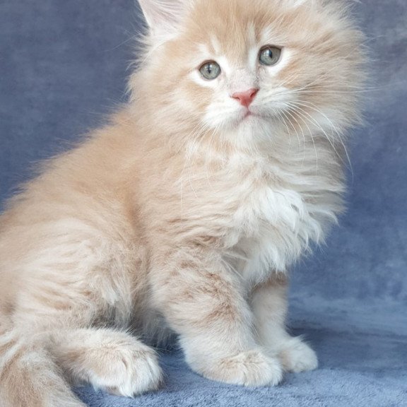 Maine Coon NOV Enzo