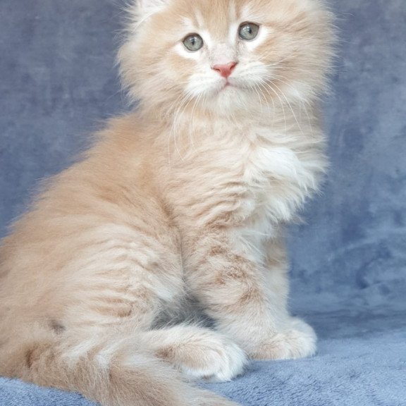 Maine Coon NOV Enzo