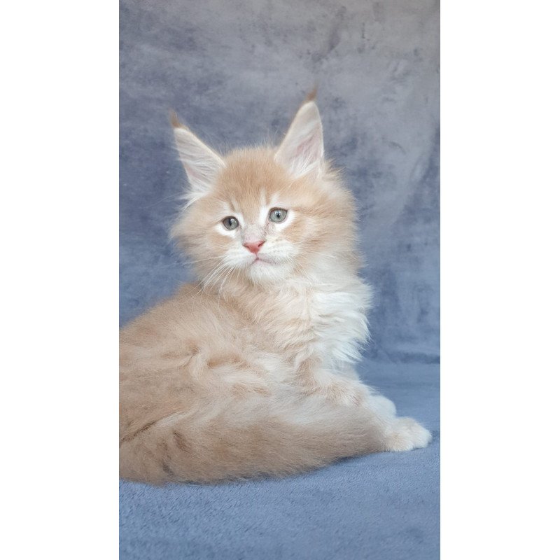 Maine Coon NOV Enzo