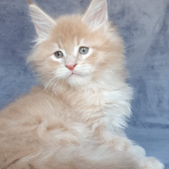 Maine Coon NOV Enzo