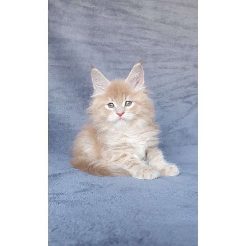 Maine Coon NOV Enzo