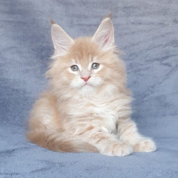 Maine Coon NOV Enzo
