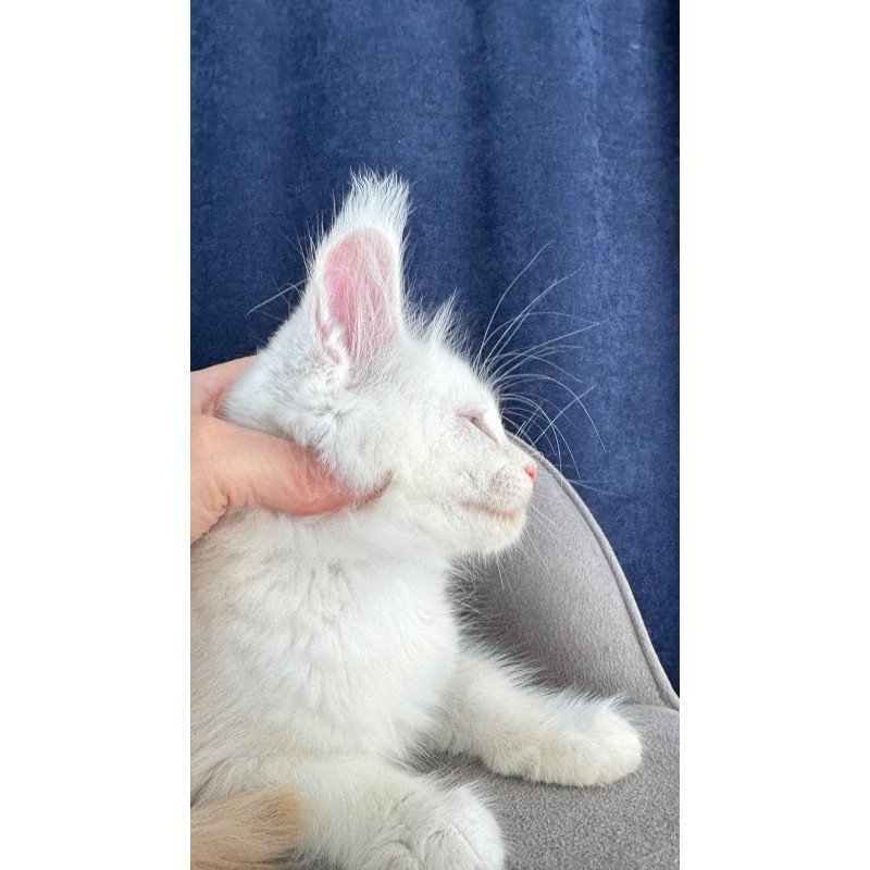 Maine Coon NOV Harik