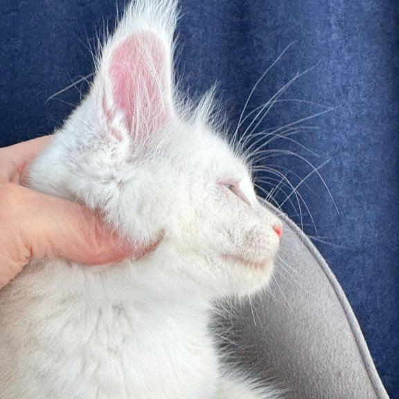 Maine Coon NOV Harik