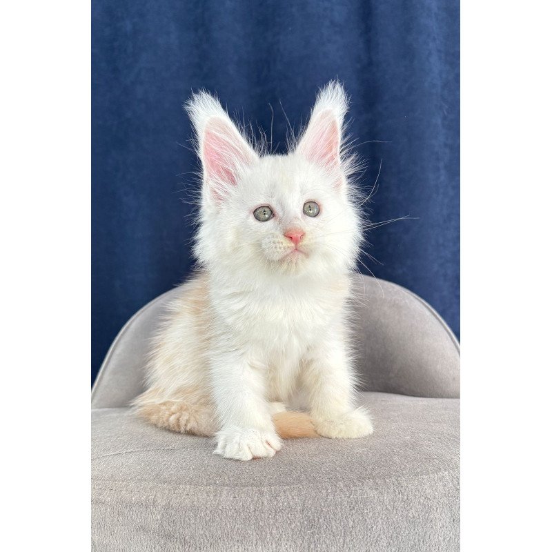 Maine Coon NOV Harik