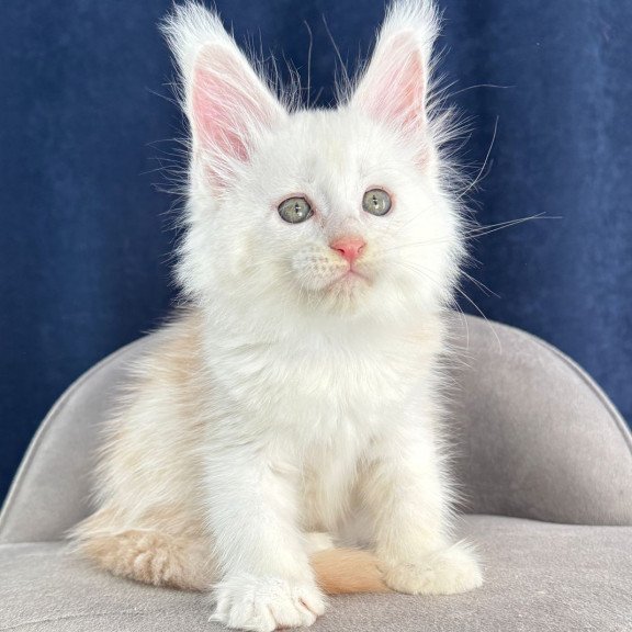 Maine Coon NOV Harik