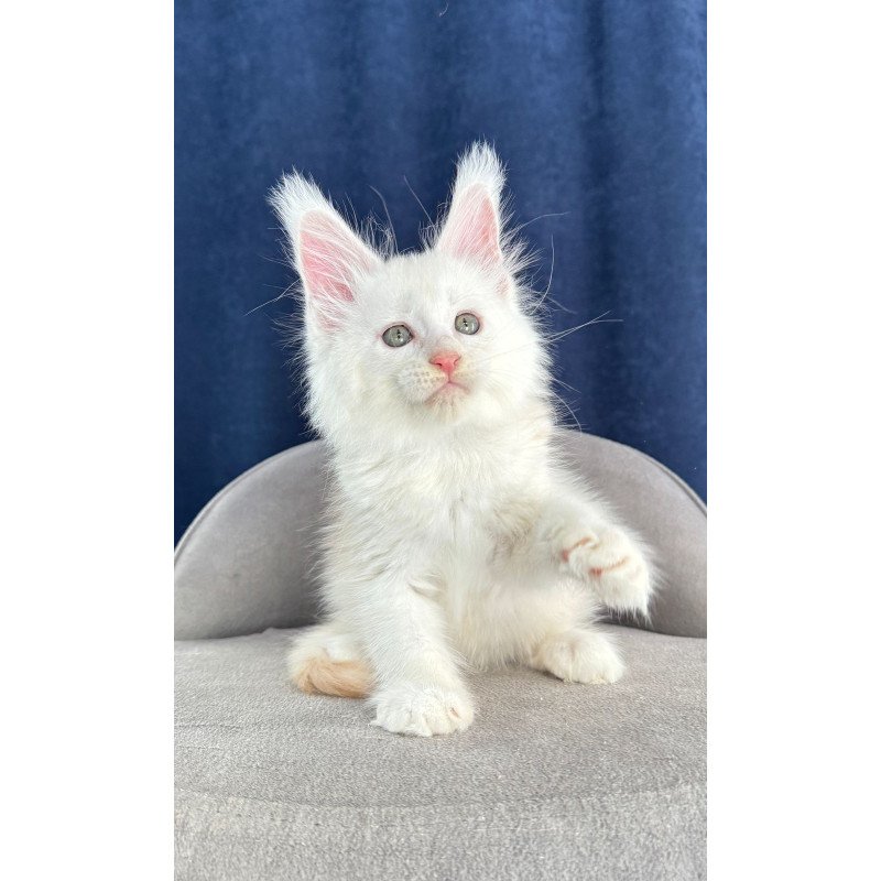 Maine Coon NOV Harik