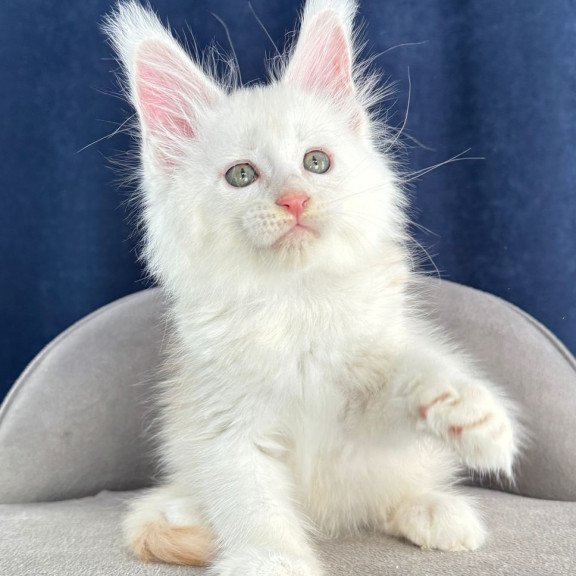 Maine Coon NOV Harik