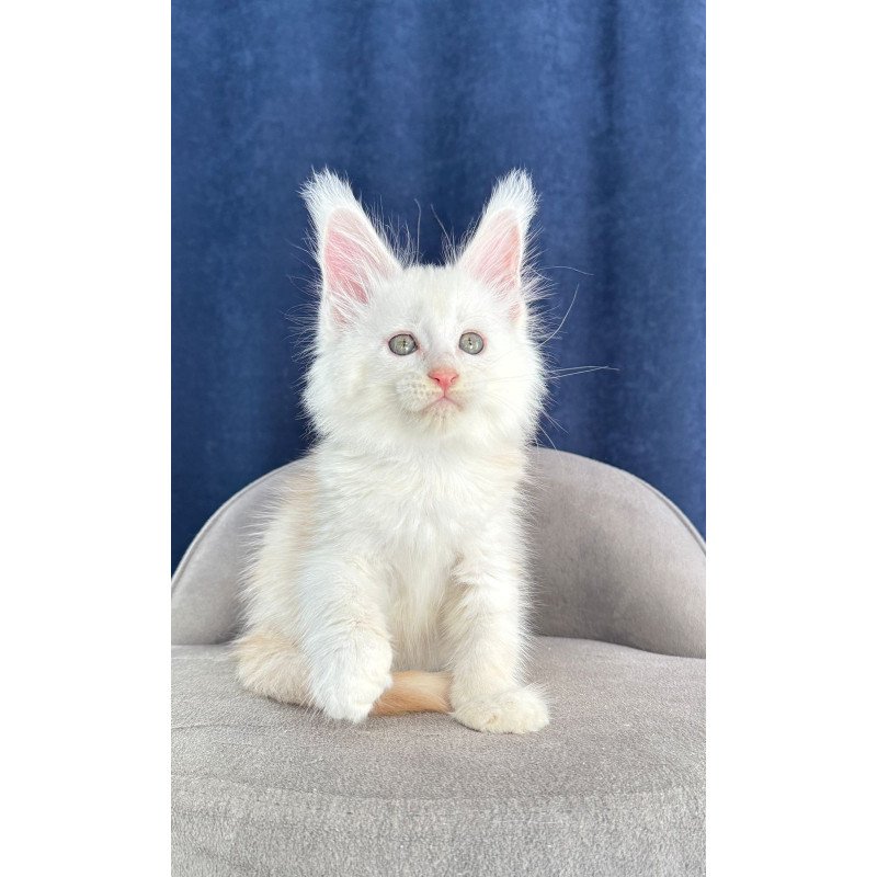 Maine Coon NOV Harik