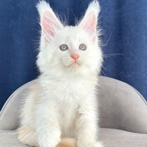 Maine Coon NOV Harik