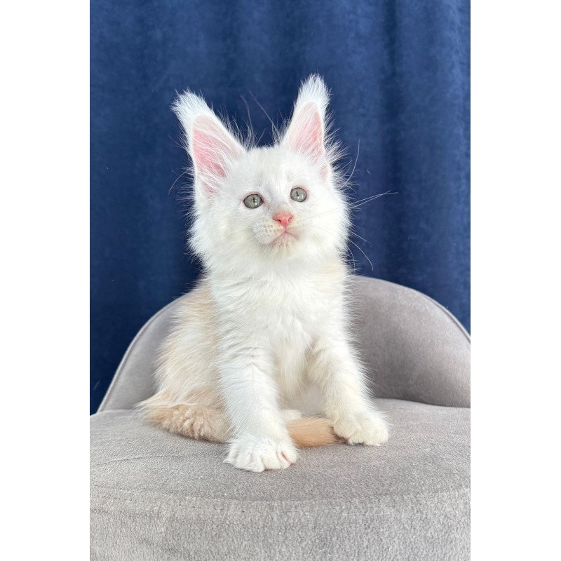 Maine Coon NOV Harik