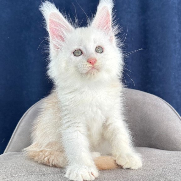 Maine Coon NOV Harik