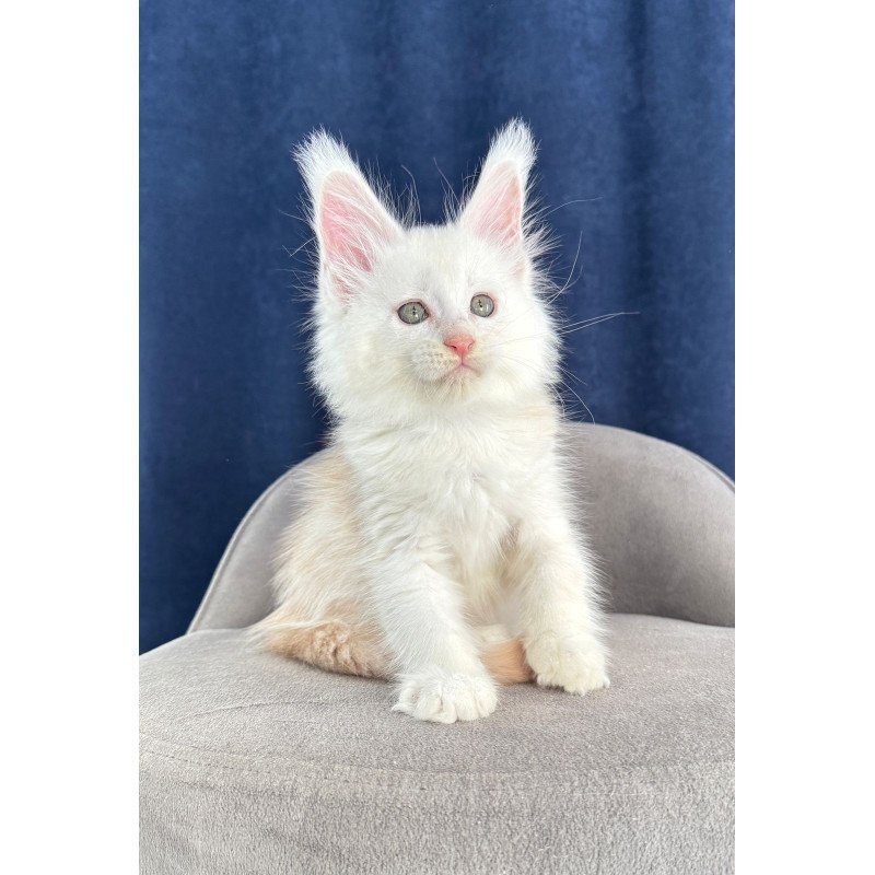 Maine Coon NOV Harik