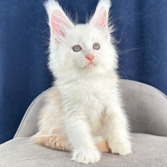 Maine Coon NOV Harik