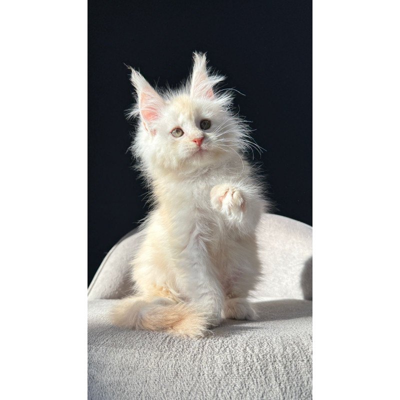 Maine Coon NOV Hobbi