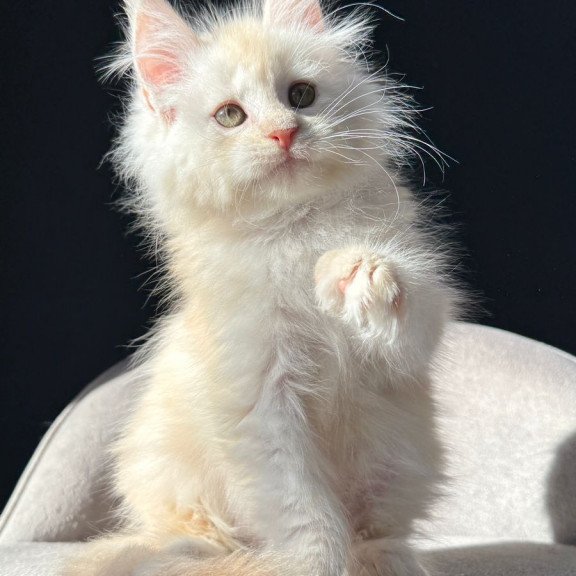 Maine Coon NOV Hobbi