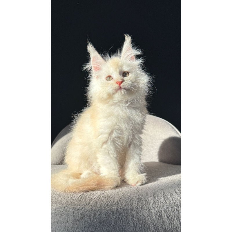 Maine Coon NOV Hobbi