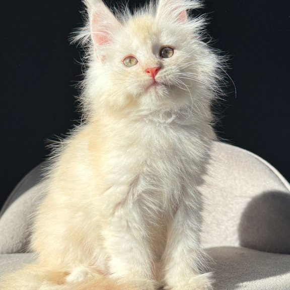 Maine Coon NOV Hobbi