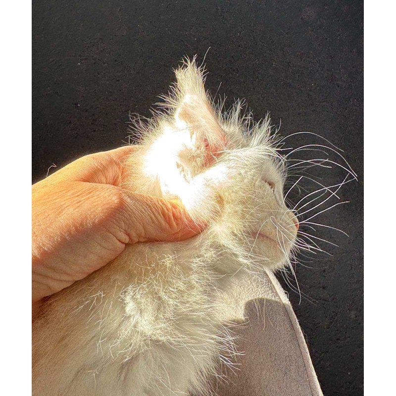 Maine Coon NOV Hobbi