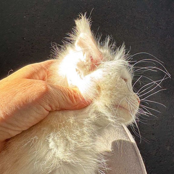 Maine Coon NOV Hobbi