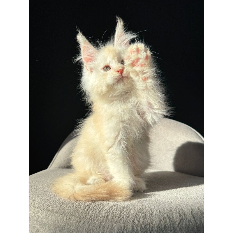 Maine Coon NOV Hobbi