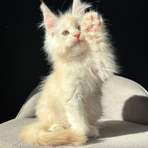 Maine Coon NOV Hobbi