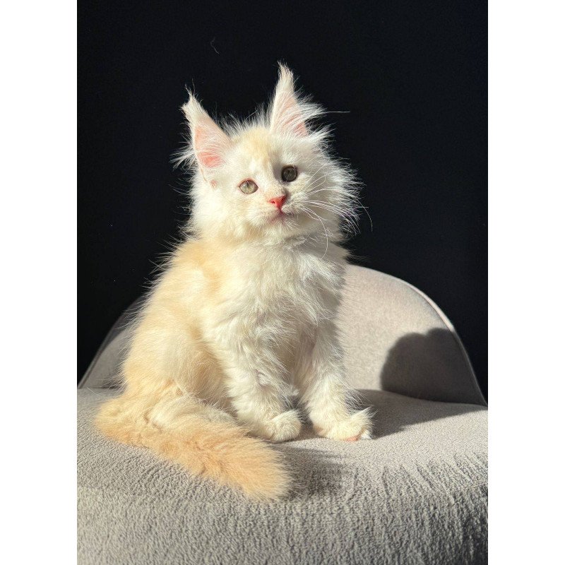 Maine Coon NOV Hobbi