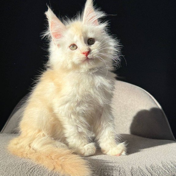 Maine Coon NOV Hobbi