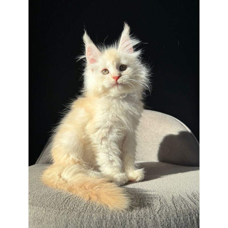 Maine Coon NOV Hobbi