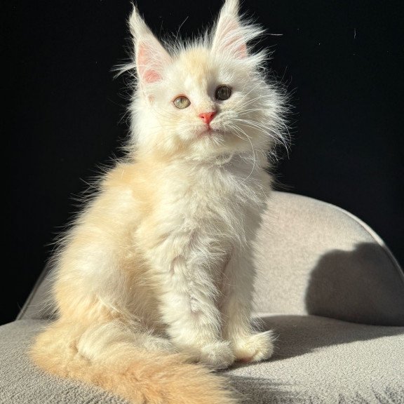 Maine Coon NOV Hobbi