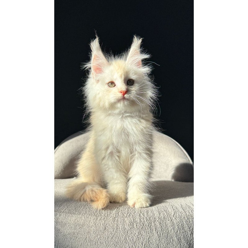 Maine Coon NOV Hobbi