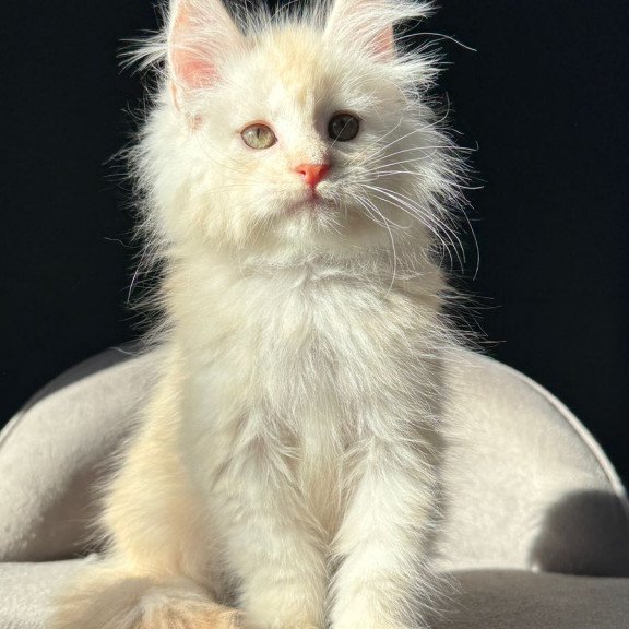 Maine Coon NOV Hobbi