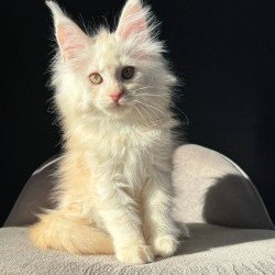 Maine Coon NOV Hurma