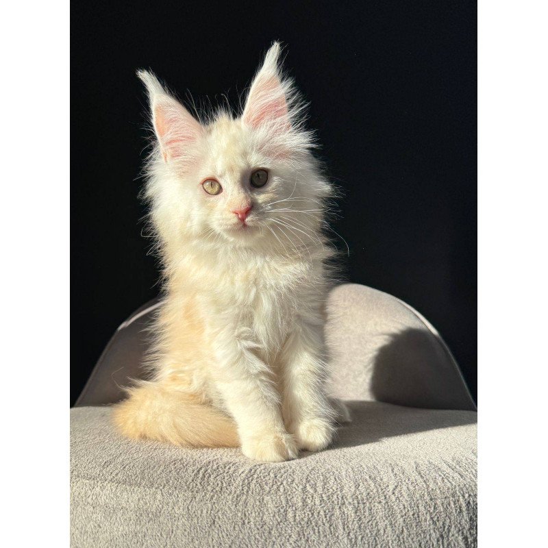 Maine Coon NOV Hurma