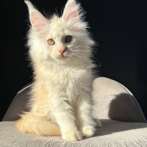 Maine Coon NOV Hurma