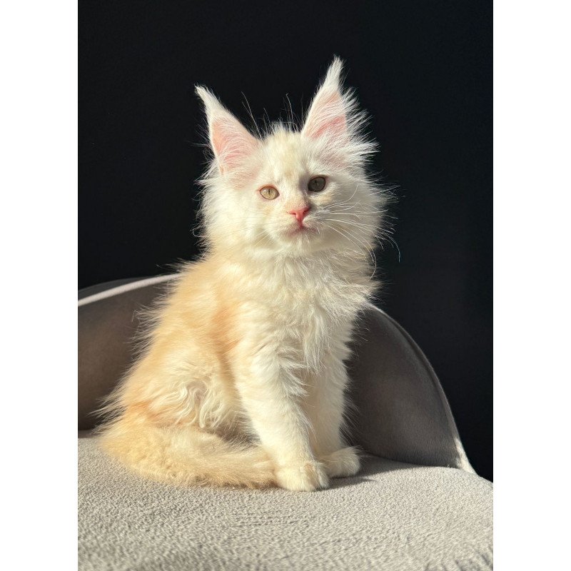 Maine Coon NOV Hurma