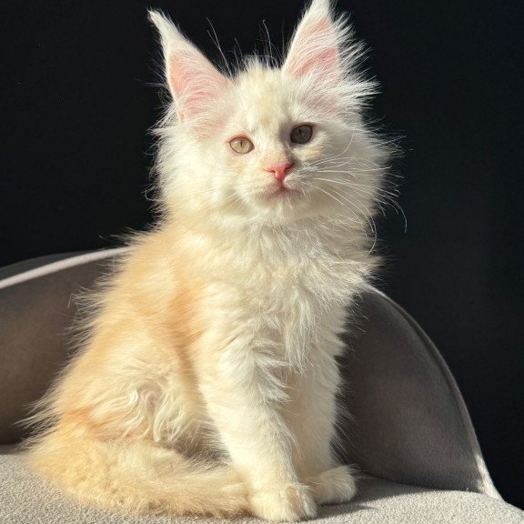 Maine Coon NOV Hurma