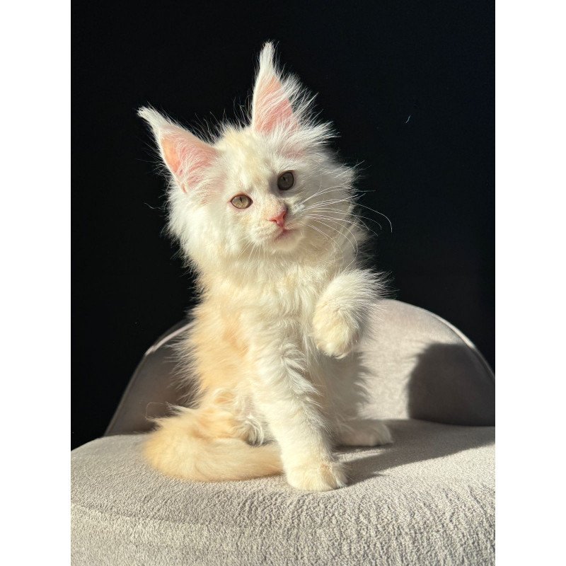 Maine Coon NOV Hurma