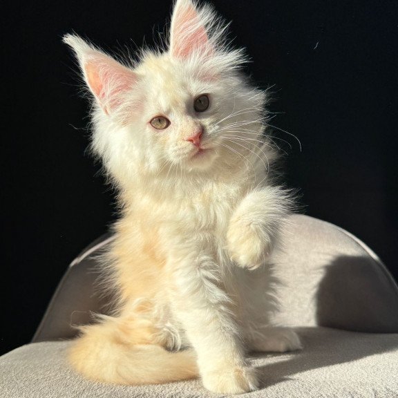 Maine Coon NOV Hurma