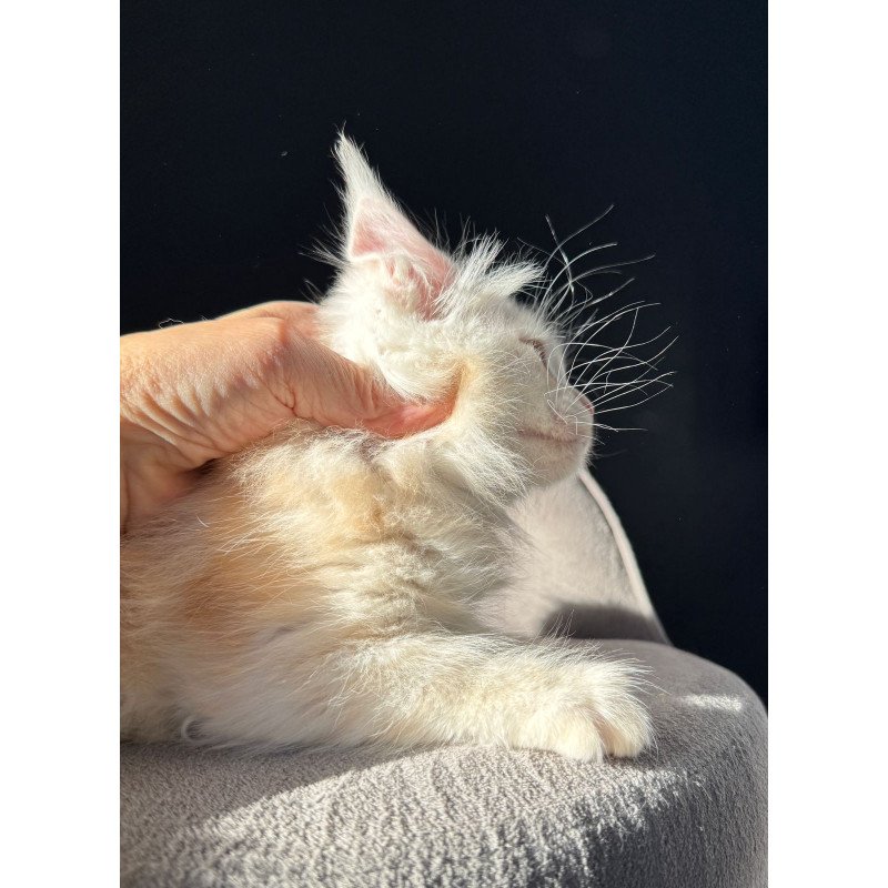 Maine Coon NOV Hurma