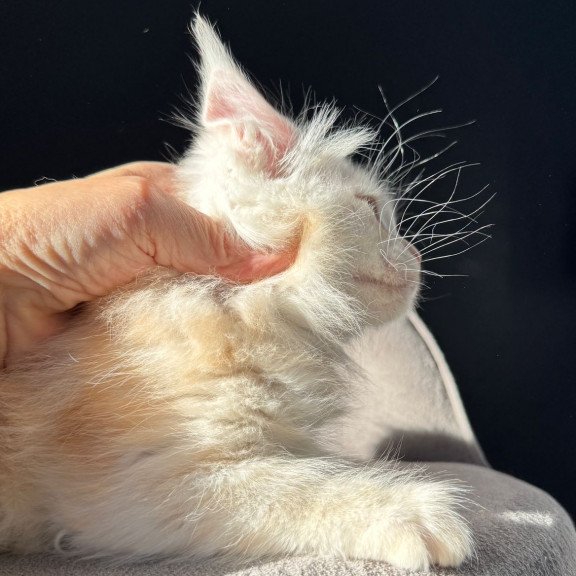 Maine Coon NOV Hurma