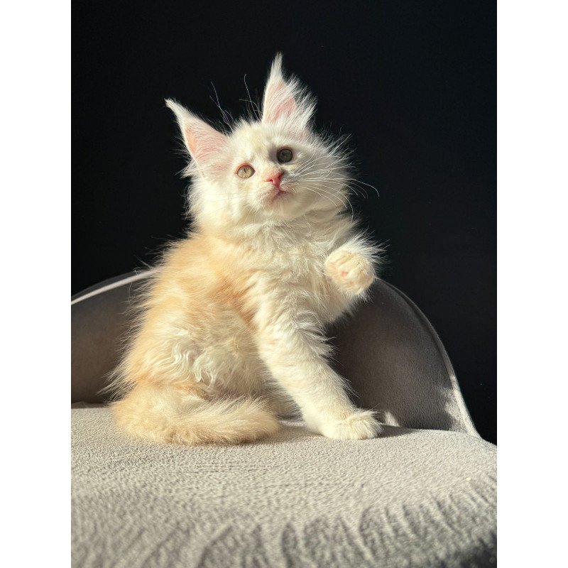Maine Coon NOV Hurma