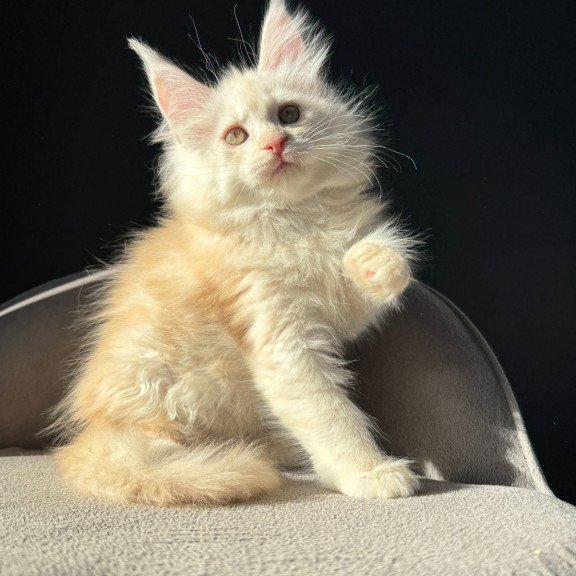 Maine Coon NOV Hurma