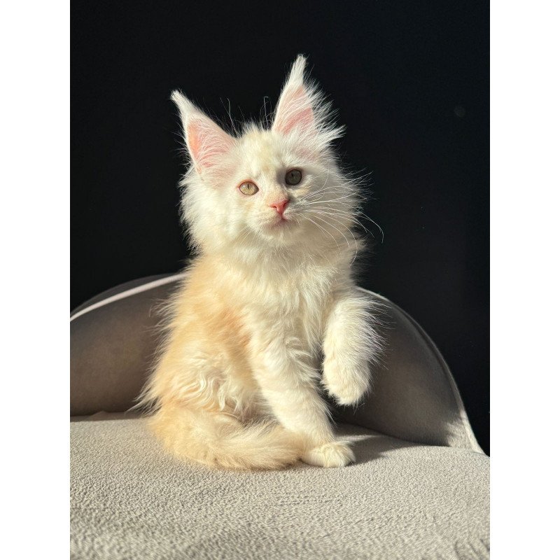 Maine Coon NOV Hurma